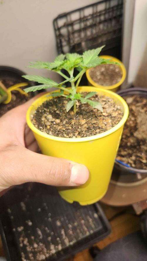 IZI Seeds Grow Report Contest 2025. Week 4