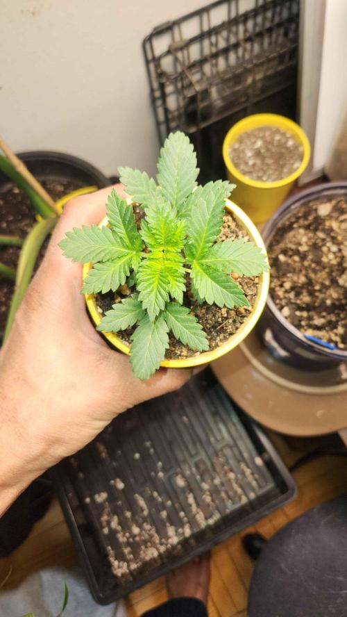 IZI Seeds Grow Report Contest 2025. Week 4