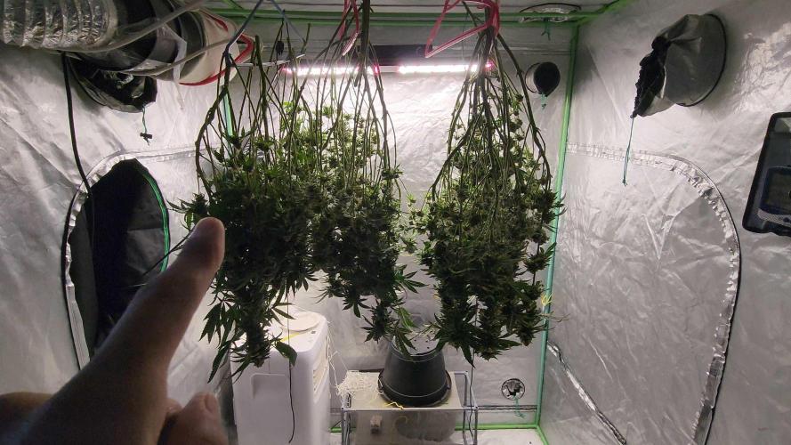 Neon sunshine & Grape Jublee. Week 19