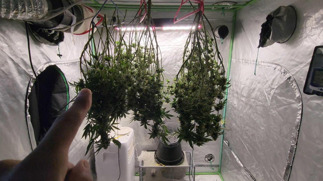 Neon sunshine & Grape Jublee. Week 18