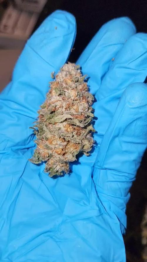 Neon sunshine & Grape Jublee