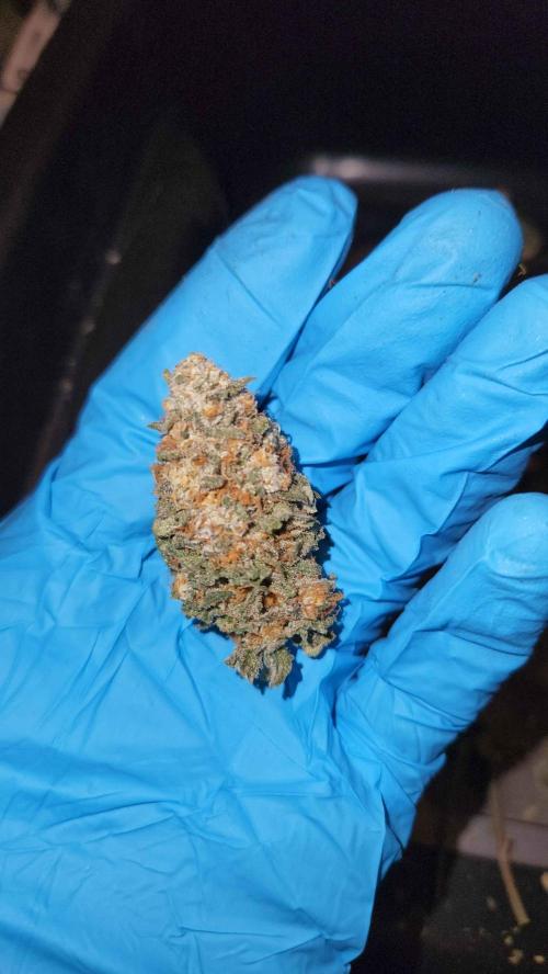 Neon sunshine & Grape Jublee. Week 19