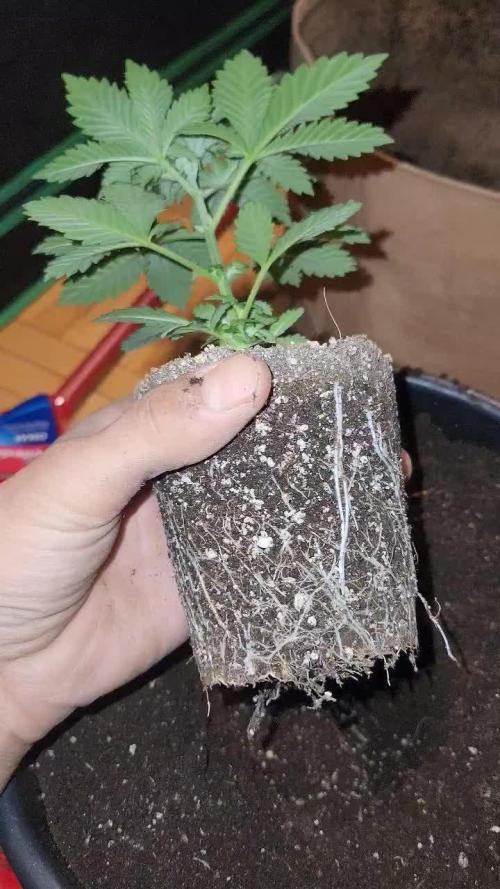 IZI Seeds Grow Report Contest 2025