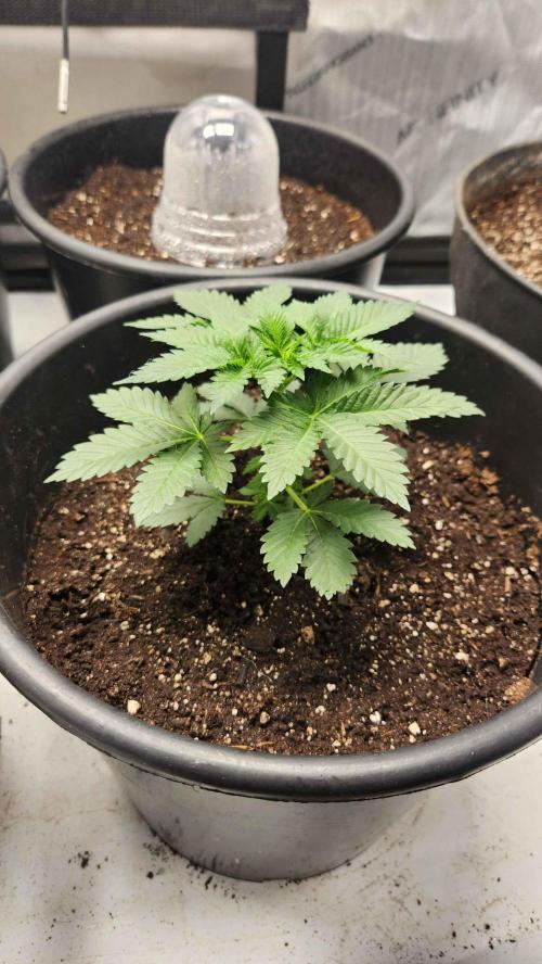 IZI Seeds Grow Report Contest 2025. Week 5