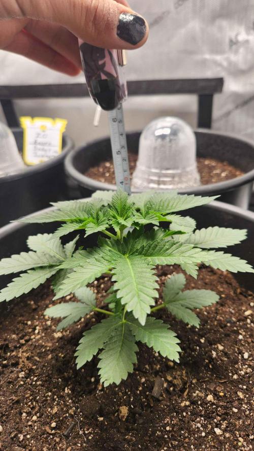 IZI Seeds Grow Report Contest 2025. Week 5