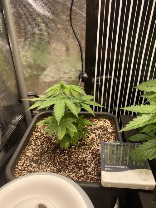 Pink Kush and Sour Bluez. Week 4