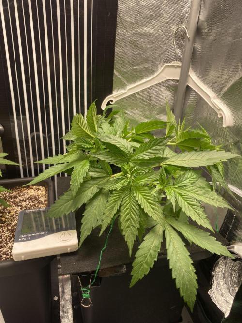 Pink Kush and Sour Bluez. Week 4