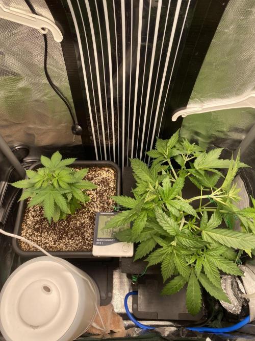 Pink Kush and Sour Bluez. Week 4