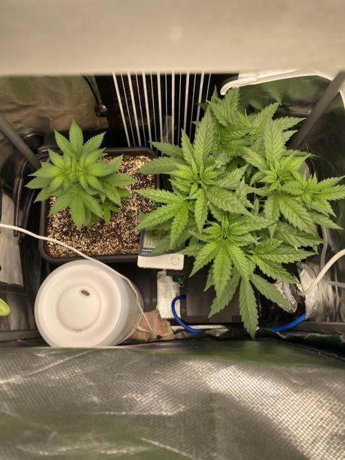 Pink Kush and Sour Bluez. Week 4