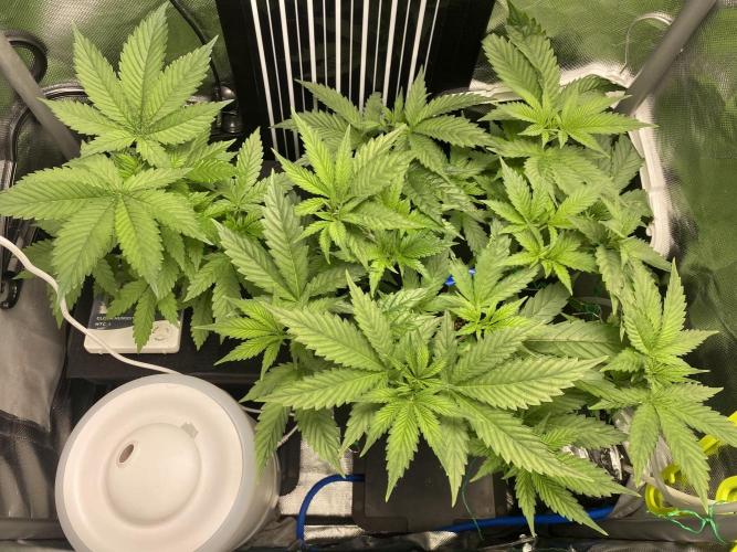 Pink Kush and Sour Bluez. Week 5