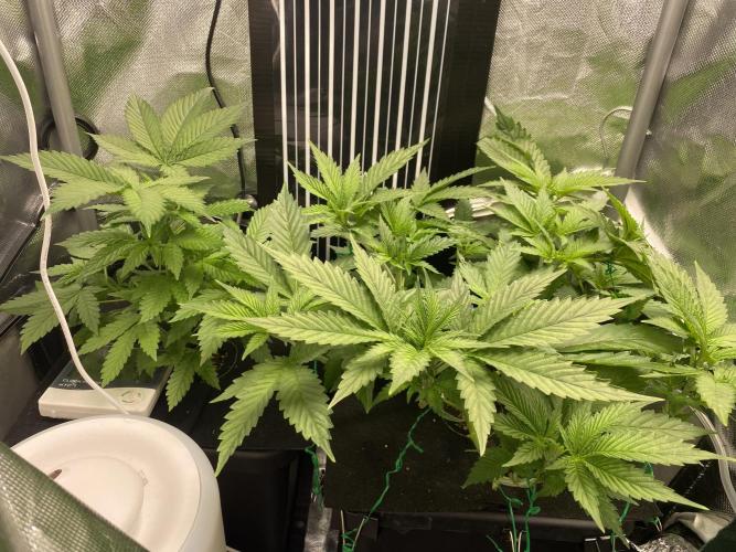 Pink Kush and Sour Bluez. Week 5