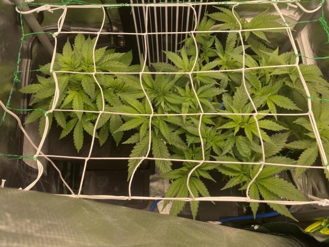 Pink Kush and Sour Bluez. Week 6