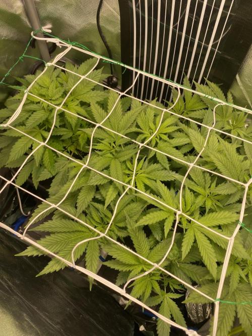 Pink Kush and Sour Bluez. Week 6