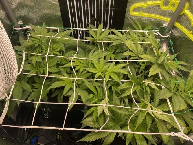Pink Kush and Sour Bluez. Week 6