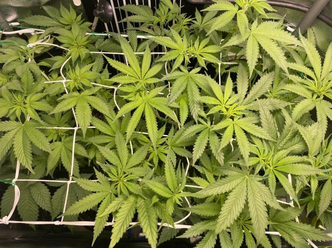 Pink Kush and Sour Bluez. Week 7