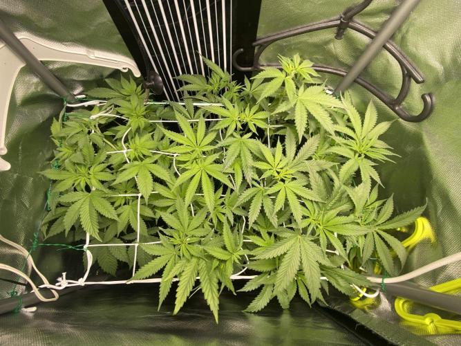 Pink Kush and Sour Bluez. Week 7