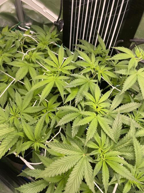 Pink Kush and Sour Bluez. Week 7