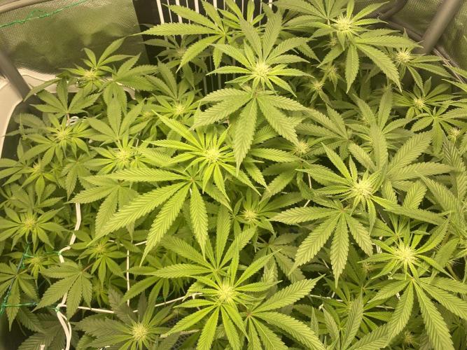 Pink Kush and Sour Bluez. Week 8