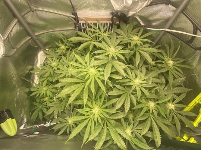 Pink Kush and Sour Bluez. Week 9
