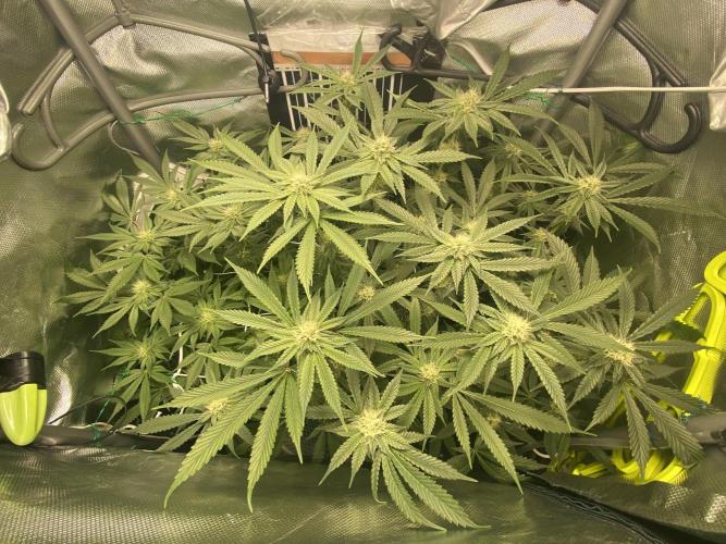 Pink Kush and Sour Bluez. Week 9