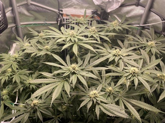 Pink Kush and Sour Bluez. Week 10