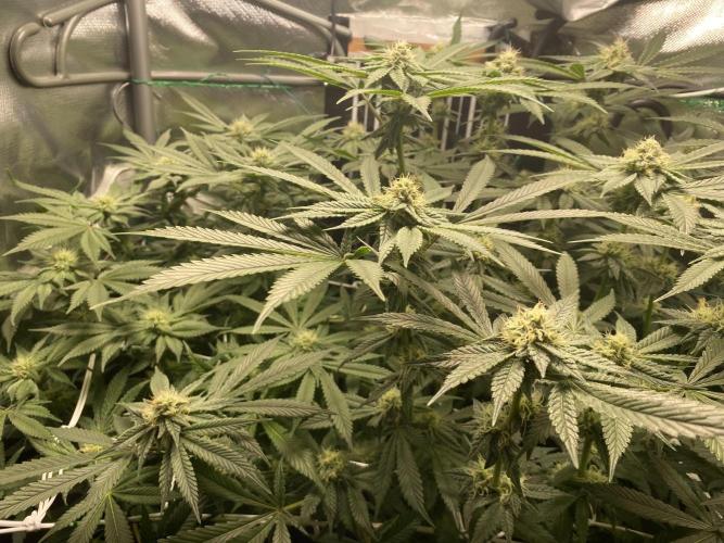 Pink Kush and Sour Bluez. Week 10