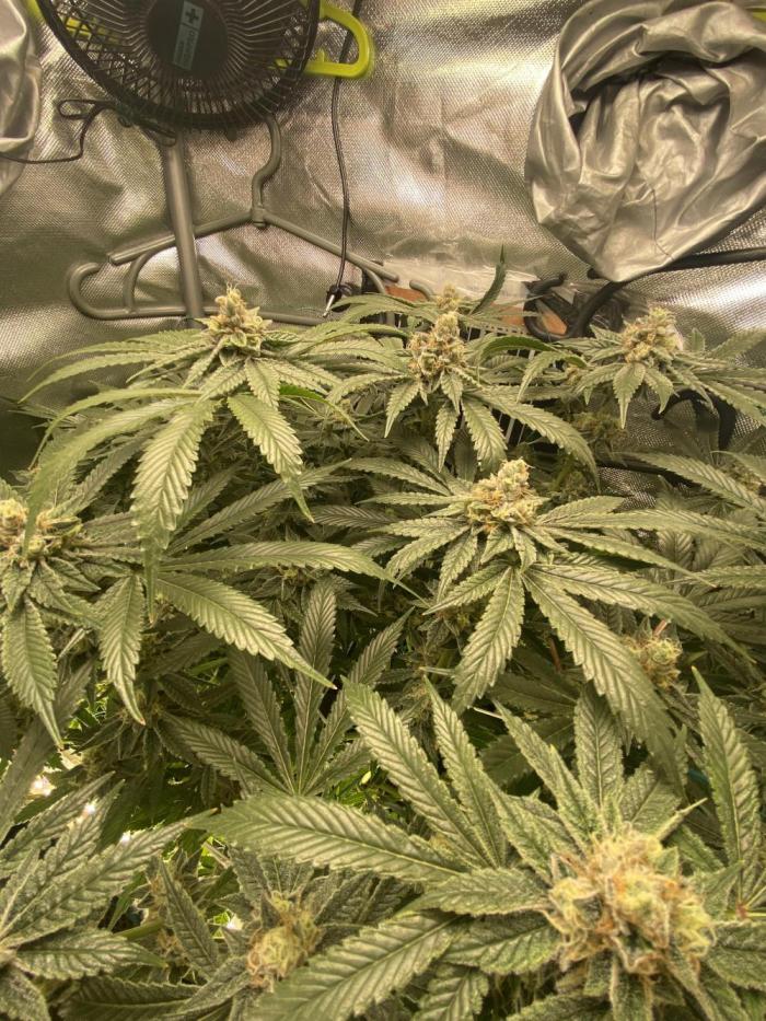Pink Kush and Sour Bluez. Week 11