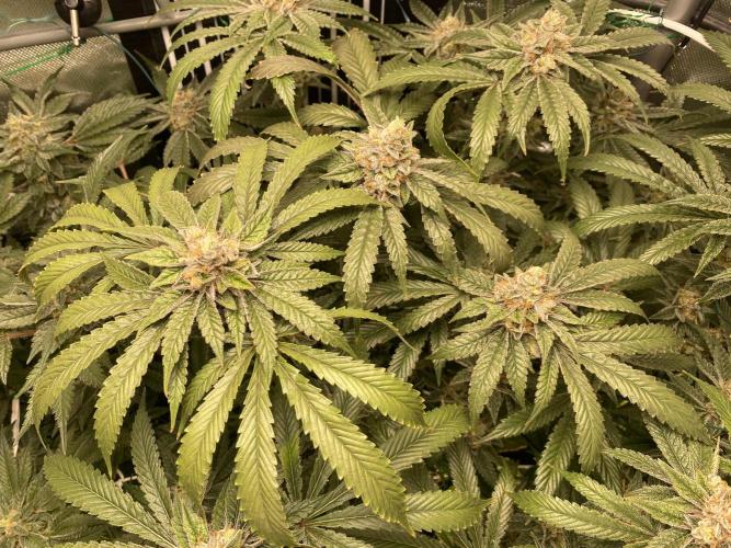 Pink Kush and Sour Bluez. Week 11