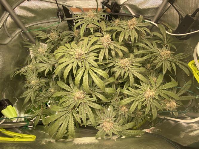 Pink Kush and Sour Bluez. Week 12