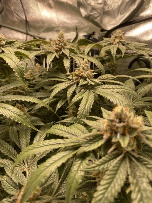 Pink Kush and Sour Bluez. Week 12