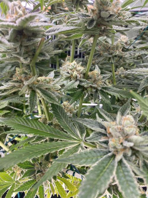 Pink Kush and Sour Bluez. Week 12