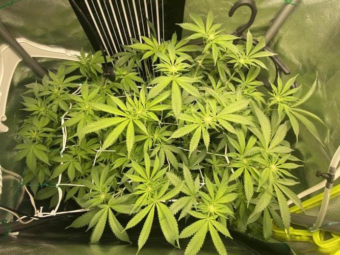 Pink Kush and Sour Bluez. Week 8