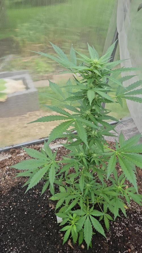 Photo contest Dutch Passion & Super Sativa Seed Club