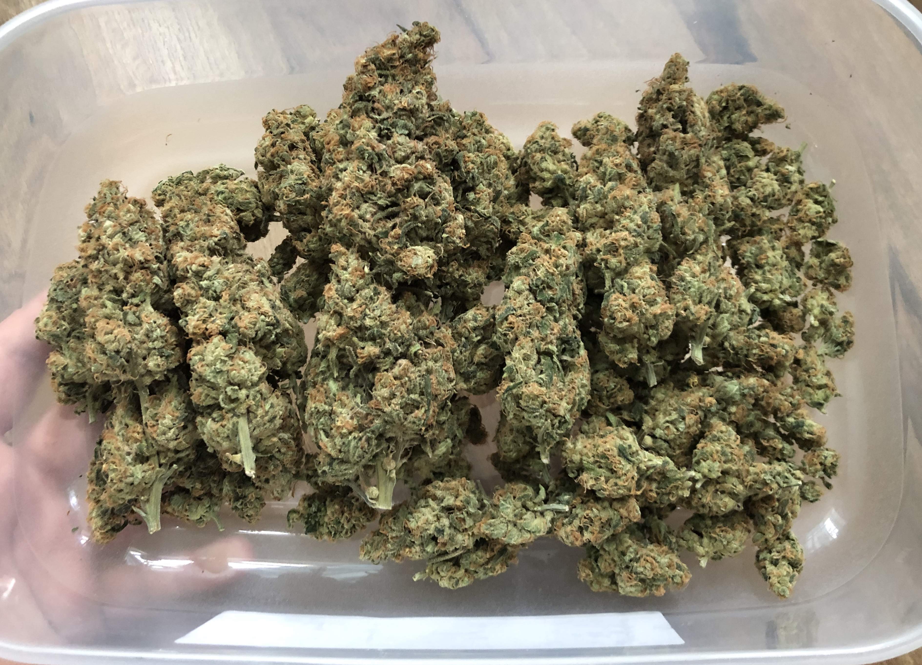Original Sensible Seeds Do Si Dos OG Grow Diary journal Harvest17 By original-sensible-seeds-do-si-dos-og-grow-diary-journal-harvest17-by