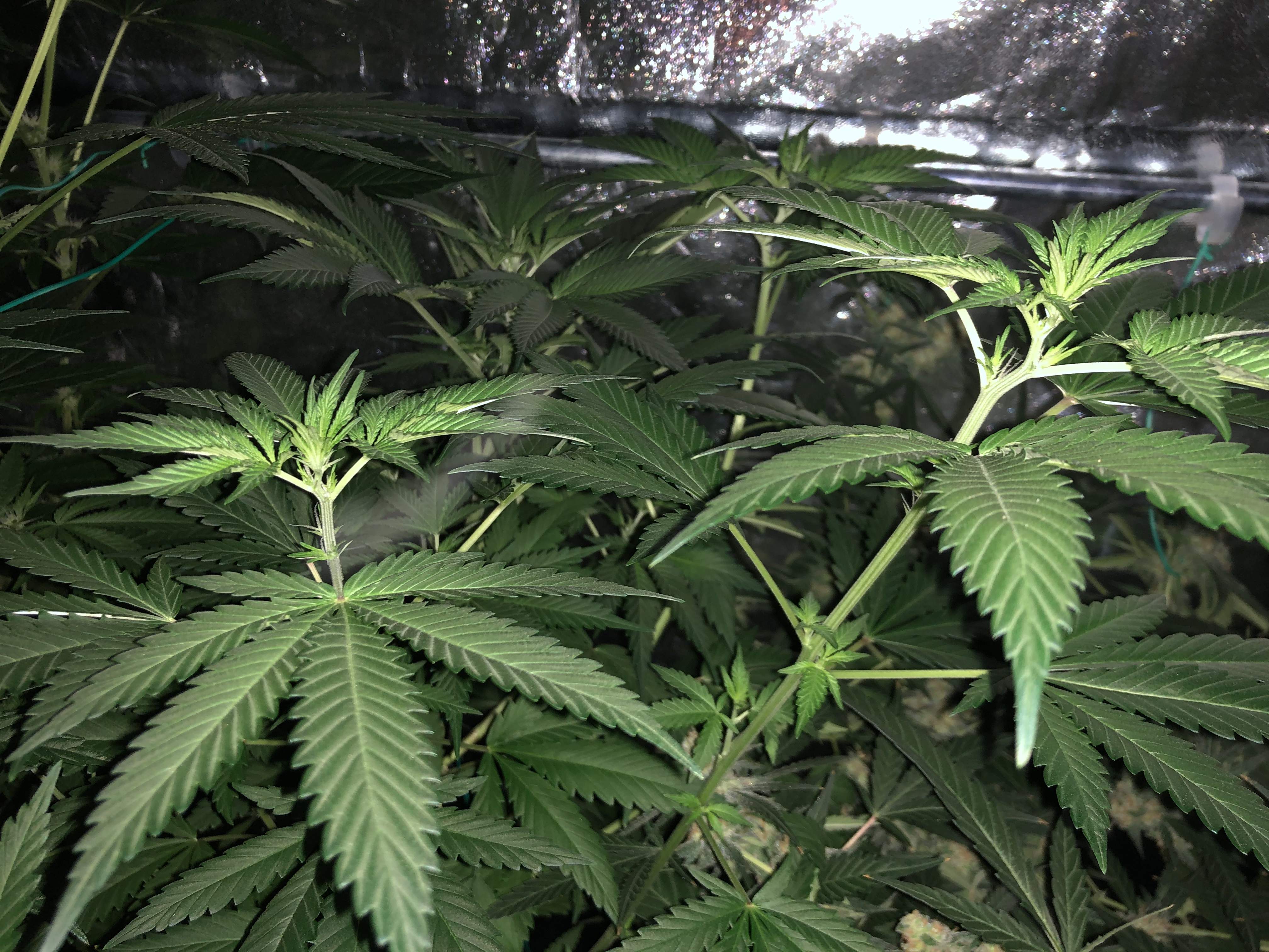 Zamnesia Seeds Purple Punch grow diary (journal) week7 by MasterKushOG