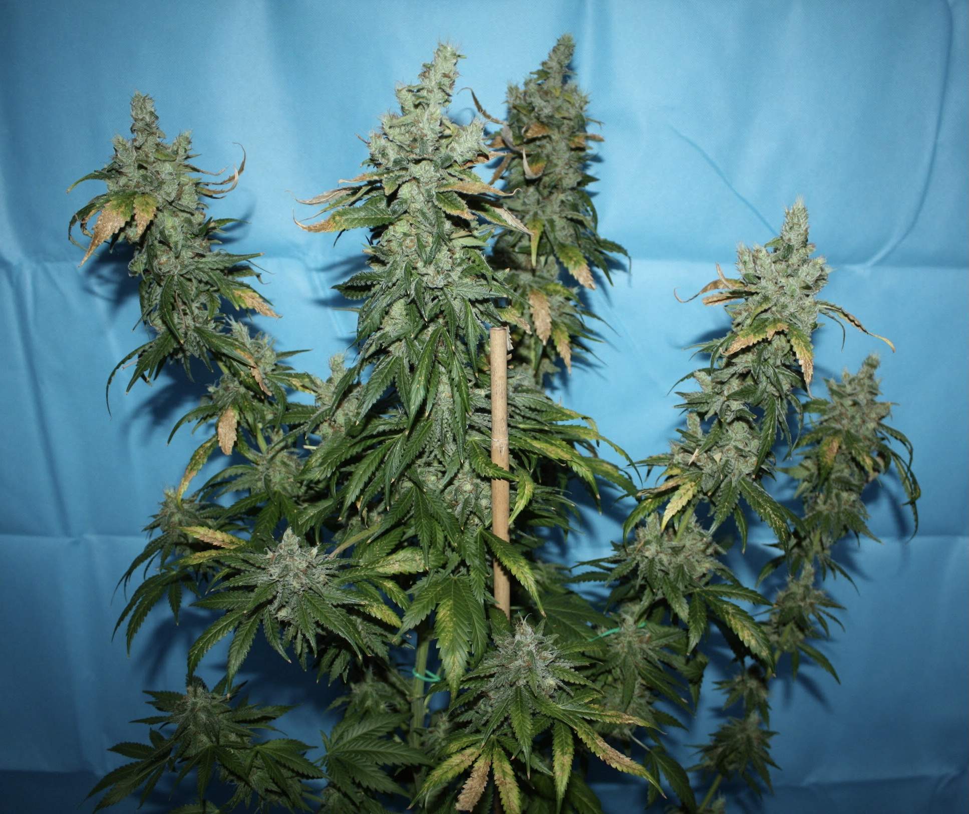 Zamnesia Seeds Purple Punch grow diary (journal) harvest15 by