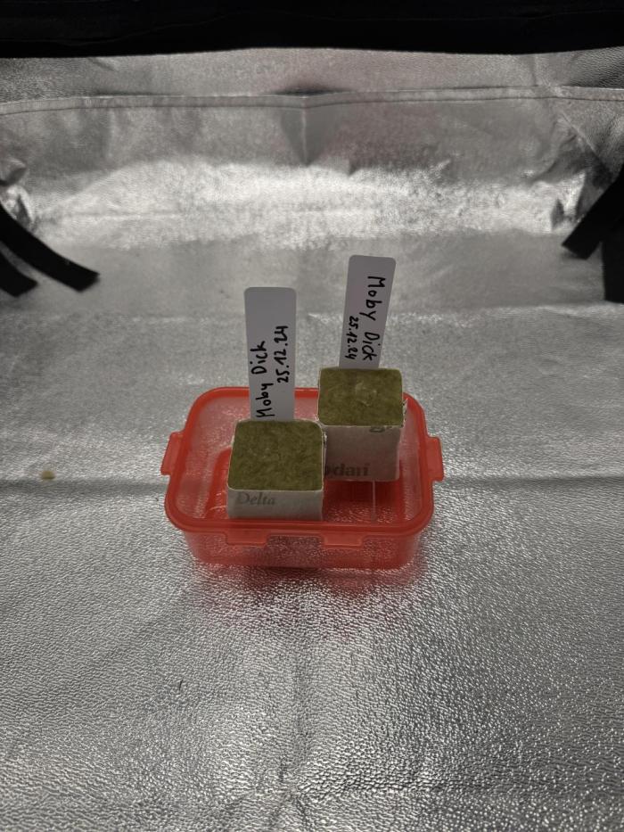 The Hydro Perfection Road begins. Week 0 - Tag 1 - Pre-Soaking der Cubes ( EC 1,1 & Ph 5,8 ) 
