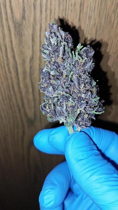 Banana Purple Punch Outdoor