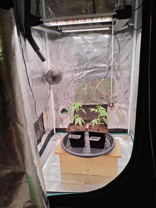 Grounded Genetics Grow. Week 1
