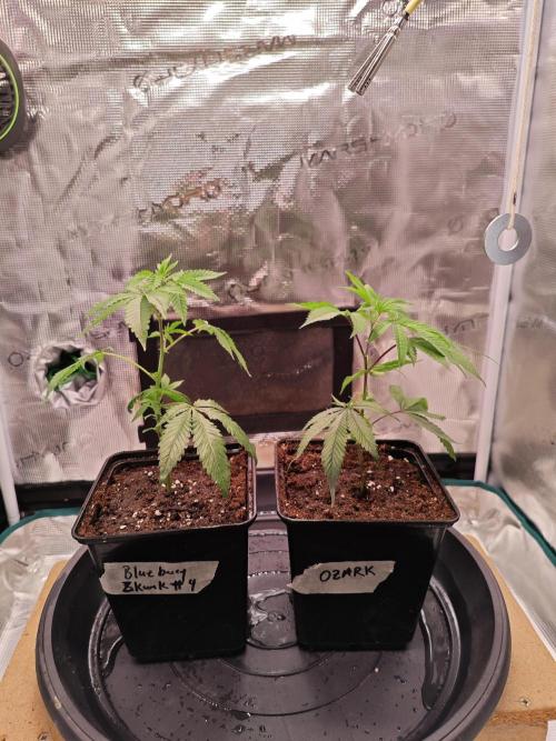 Grounded Genetics Grow. Week 1