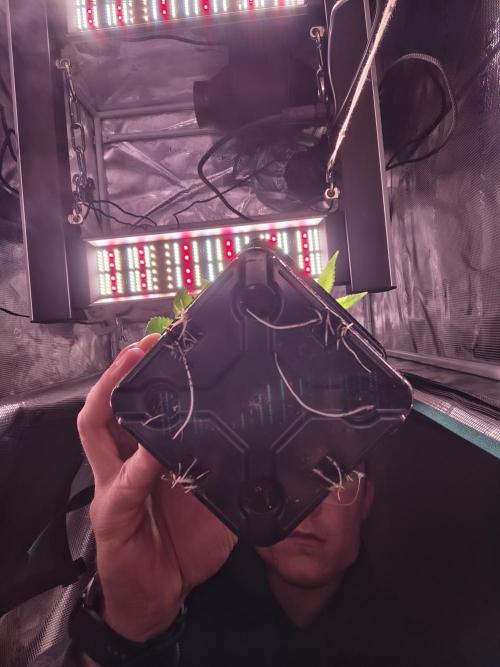 Grounded Genetics Grow. Week 2