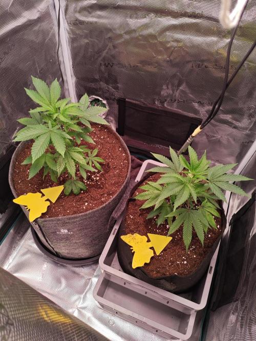 Grounded Genetics Grow. Week 2