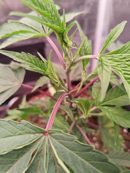 Grounded Genetics Grow. Week 2