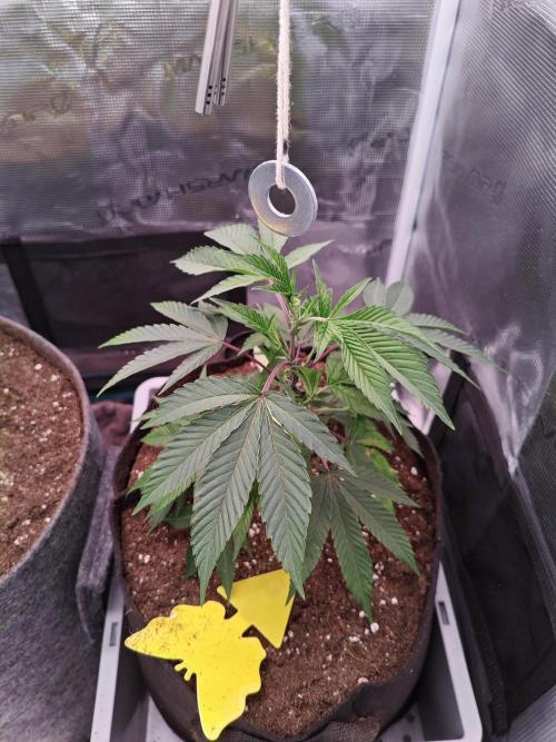 Grounded Genetics Grow. Week 2