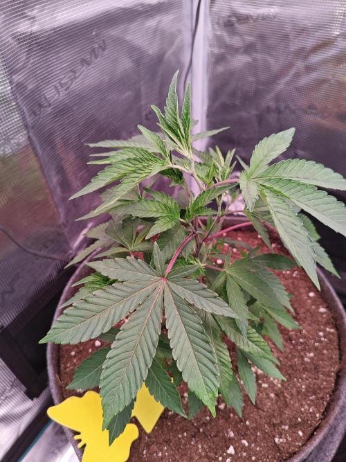 Grounded Genetics Grow. Week 2