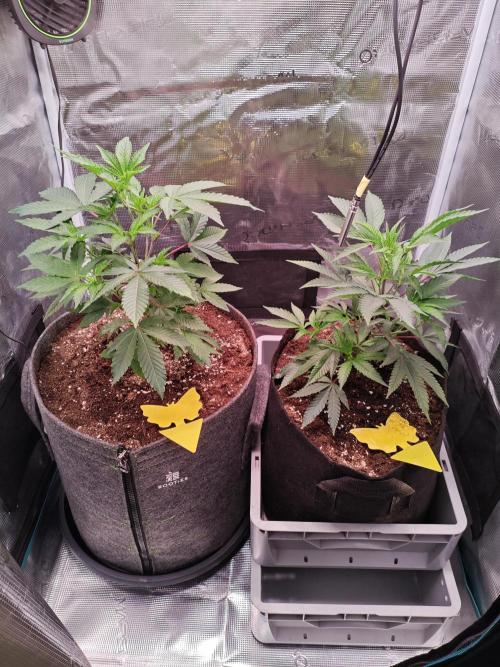 Grounded Genetics Grow. Week 3