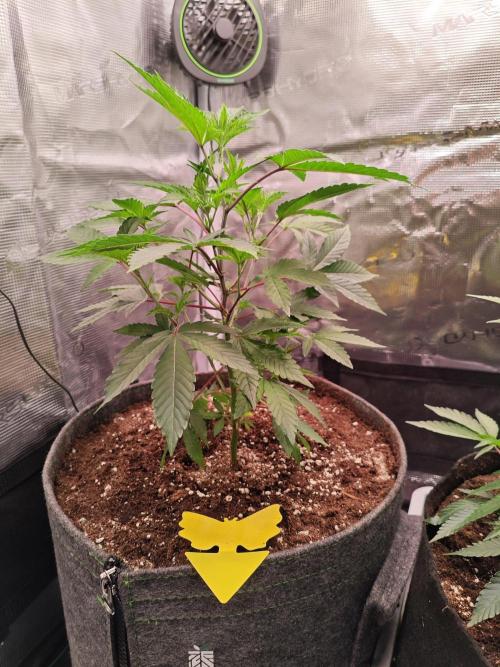 Grounded Genetics Grow. Week 3