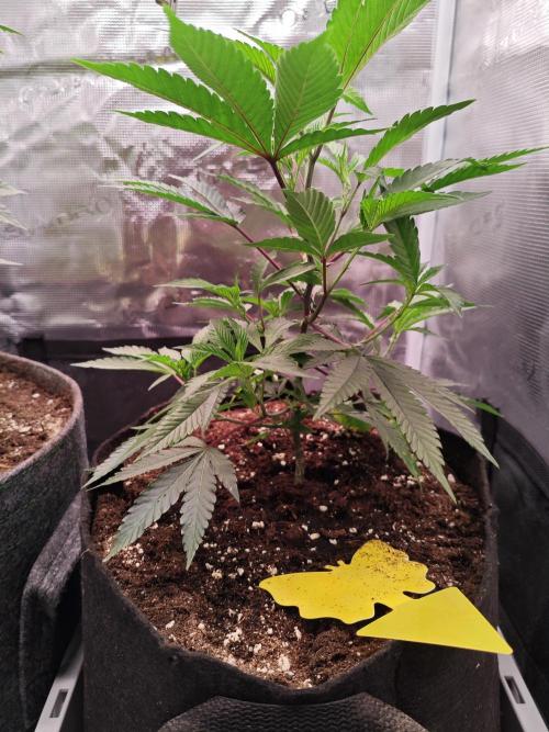 Grounded Genetics Grow. Week 3