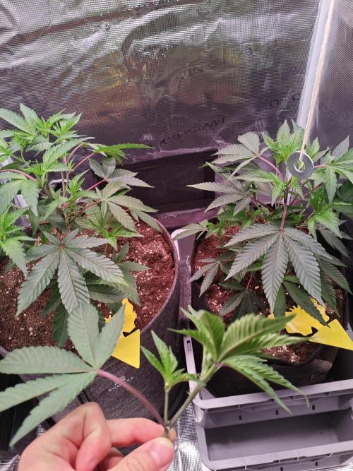 Grounded Genetics Grow. Week 3