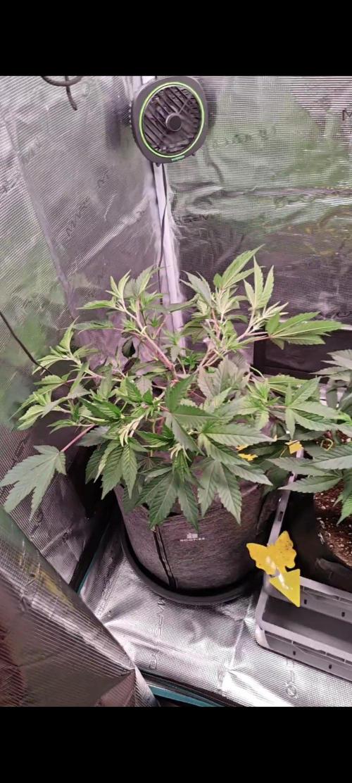 Grounded Genetics Grow. Week 4